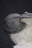 20053 - Top Well Prepared "Flying" 3.42 Inch Crotalocephalina gibbus Lower Devonian Trilobite