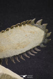 20053 - Top Well Prepared "Flying" 3.42 Inch Crotalocephalina gibbus Lower Devonian Trilobite