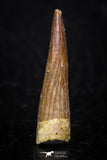 08178 - Well Preserved 0.94 Inch Spinosaurus Dinosaur Tooth Cretaceous