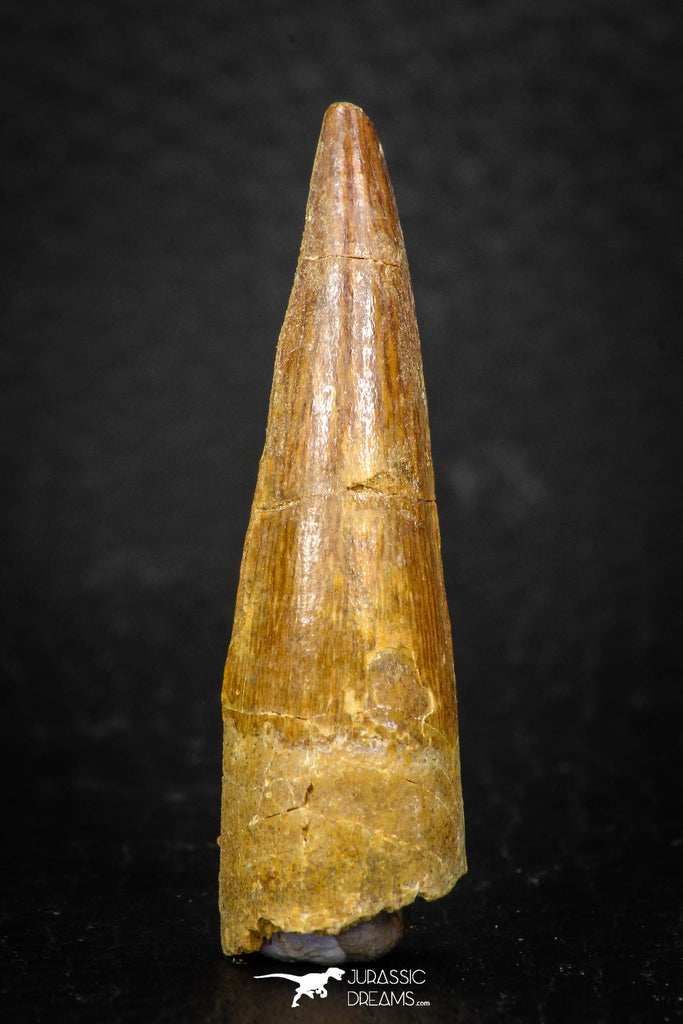 08115 - Well Preserved 1.72 Inch Spinosaurus Dinosaur Tooth Cretaceous