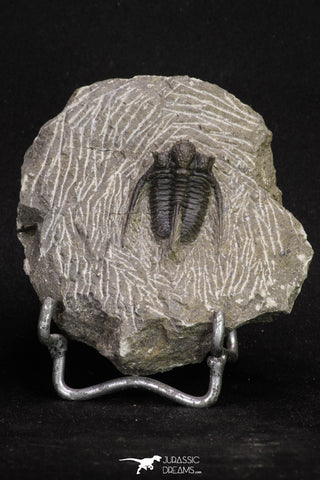 20065 - Top Well Prepared 1.15 Inch Cyphaspis (Otarion) cf. boutscharafinense Devonian Trilobite