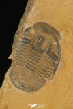 30173 - Top Rare Cedaria minor Middle Cambrian Trilobite Utah USA