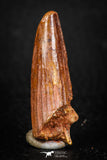 08121 - Well Preserved 1.47 Inch Spinosaurus Dinosaur Tooth Cretaceous