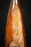 08122 - Well Preserved 1.10 Inch Spinosaurus Dinosaur Tooth Cretaceous