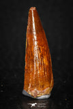 08122 - Well Preserved 1.10 Inch Spinosaurus Dinosaur Tooth Cretaceous