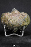 20068 - Nice Rolled 2.84 Inch Drotops armatus Middle Devonian Trilobite