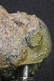 20068 - Nice Rolled 2.84 Inch Drotops armatus Middle Devonian Trilobite