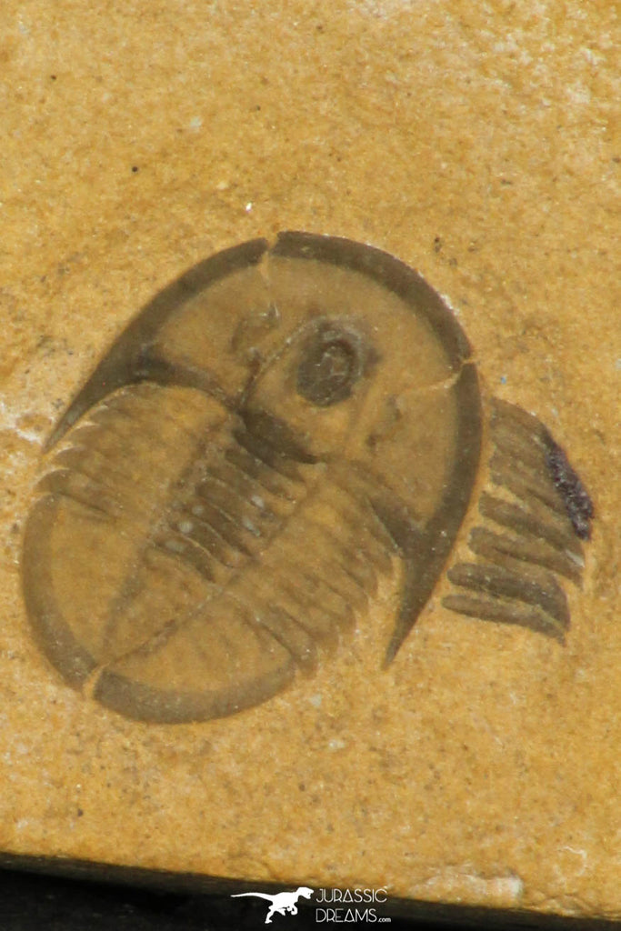 30179 - Top Rare Cedaria minor Middle Cambrian Trilobite Utah USA