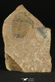 30319 - Top Rare 1.20 Inch Dorypyge swasii Middle Cambrian Trilobite - Utah USA