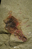 21151 - Premium Grade Soft Bodied Xiphosurid (Horseshoe Crab Ancestor) Lower Ordovician