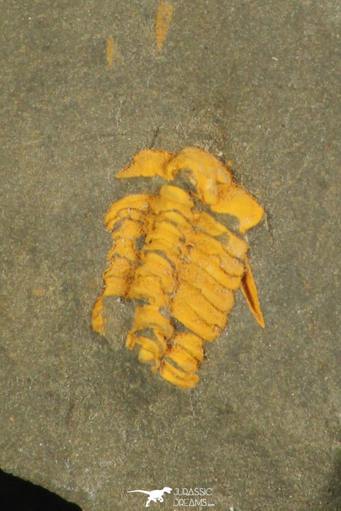 30323 - Top Rare 0.34 Inch Sao hirsuta Cambrian Trilobite - Czech Republic