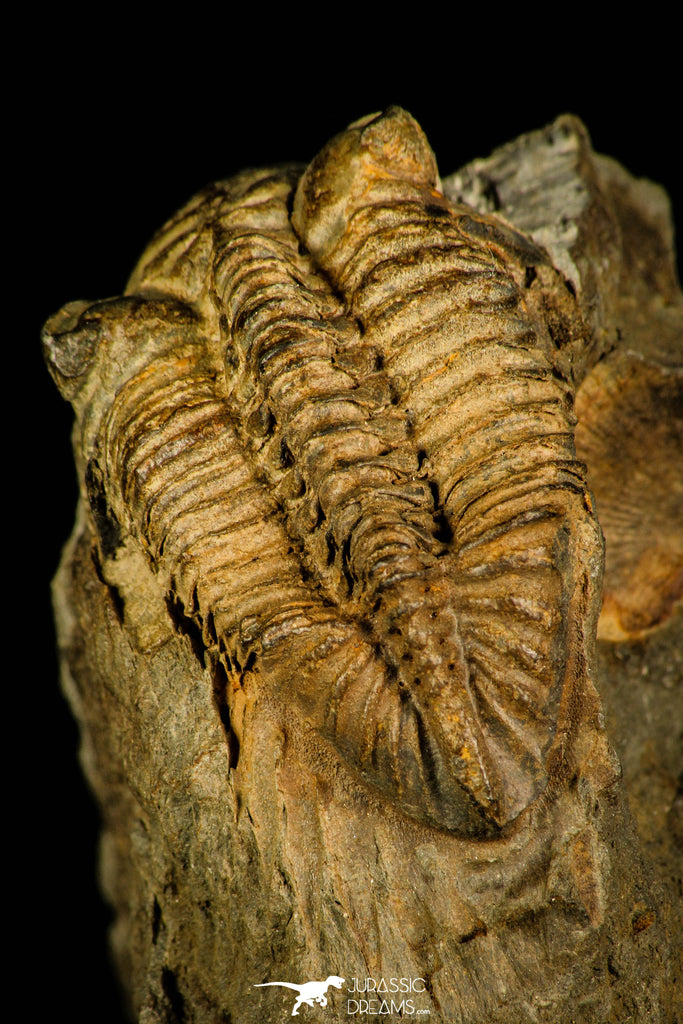 30338 - Top Rare 1.33 Inch Asteropyge stellifera Devonian Trilobite - France