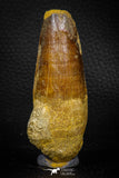 05704 - Top Beautiful 3.12 Inch Spinosaurus Dinosaur Tooth Cretaceous