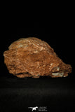 30362 - Bargain 3.74 Inch Hadrosaurus Egg in Matrix Kaoguo Fm Cretaceous China