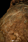 30362 - Bargain 3.74 Inch Hadrosaurus Egg in Matrix Kaoguo Fm Cretaceous China