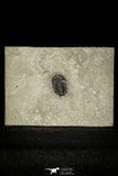 30364 - Scarce Dicanthopyge Upper Cambrian Trilobite - Forked Tail