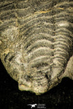 30369 - Top Rare 1.43 Inch Colpocoryphe Middle Ordovician Trilobite - France