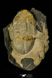 30375 - Beautiful 1.45 Inch Illaenula vietnamica Middle Devonian Trilobite - China