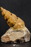 07227 - Astonishing 2.81 Inch Unidentified Gastropod Cretaceous