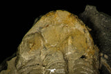 30375 - Beautiful 1.45 Inch Illaenula vietnamica Middle Devonian Trilobite - China