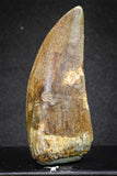 20113 - Great Serrated 2.59 Inch Carcharodontosaurus Dinosaur Tooth KemKem