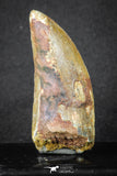 20113 - Great Serrated 2.59 Inch Carcharodontosaurus Dinosaur Tooth KemKem