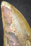 20113 - Great Serrated 2.59 Inch Carcharodontosaurus Dinosaur Tooth KemKem