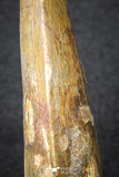 20113 - Great Serrated 2.59 Inch Carcharodontosaurus Dinosaur Tooth KemKem