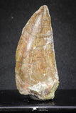 20114 - Great Serrated 2.52 Inch Carcharodontosaurus Dinosaur Tooth KemKem