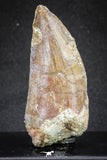 20114 - Great Serrated 2.52 Inch Carcharodontosaurus Dinosaur Tooth KemKem