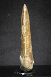 20114 - Great Serrated 2.52 Inch Carcharodontosaurus Dinosaur Tooth KemKem