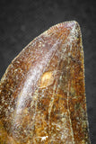 20116 - Nicely Serrated 1.72 Inch Carcharodontosaurus Dinosaur Tooth KemKem