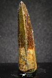 20116 - Nicely Serrated 1.72 Inch Carcharodontosaurus Dinosaur Tooth KemKem