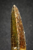 20116 - Nicely Serrated 1.72 Inch Carcharodontosaurus Dinosaur Tooth KemKem