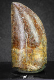 20116 - Nicely Serrated 1.72 Inch Carcharodontosaurus Dinosaur Tooth KemKem