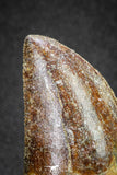 20116 - Nicely Serrated 1.72 Inch Carcharodontosaurus Dinosaur Tooth KemKem