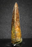 20116 - Nicely Serrated 1.72 Inch Carcharodontosaurus Dinosaur Tooth KemKem