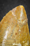 20117 - Nicely Serrated 1.69 Inch Carcharodontosaurus Dinosaur Tooth KemKem