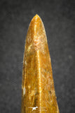 20117 - Nicely Serrated 1.69 Inch Carcharodontosaurus Dinosaur Tooth KemKem