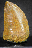 20117 - Nicely Serrated 1.69 Inch Carcharodontosaurus Dinosaur Tooth KemKem