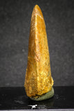 20117 - Nicely Serrated 1.69 Inch Carcharodontosaurus Dinosaur Tooth KemKem