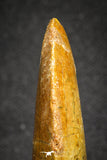 20117 - Nicely Serrated 1.69 Inch Carcharodontosaurus Dinosaur Tooth KemKem