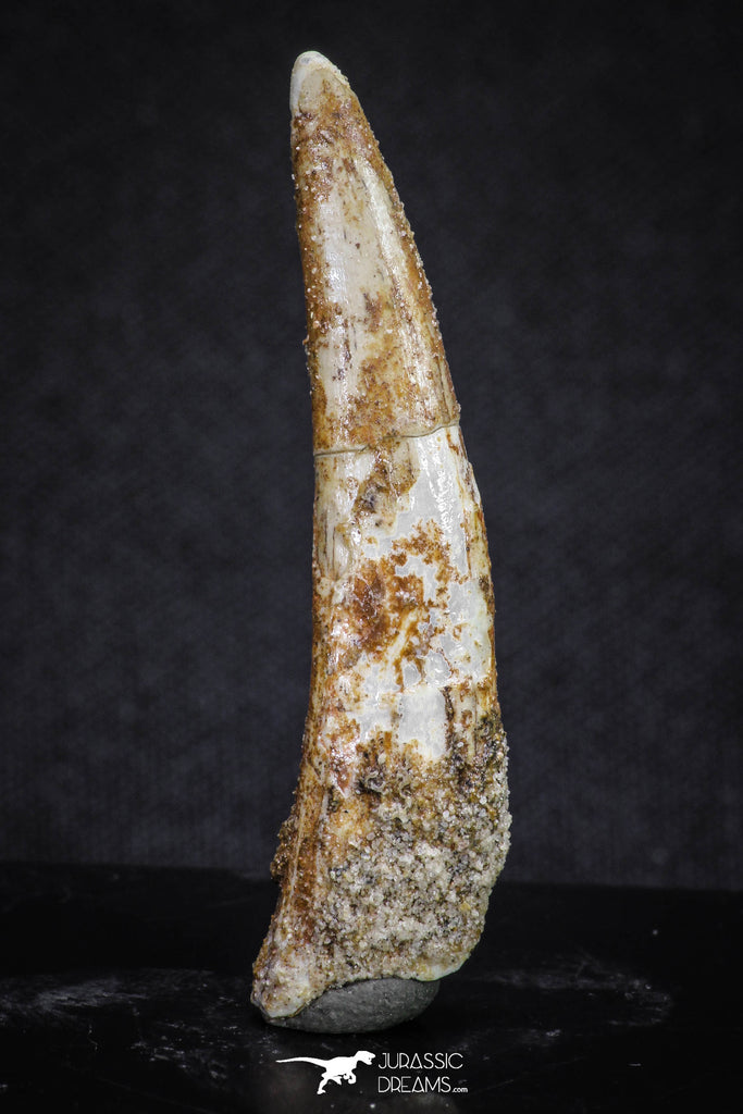 20122 - Nice 1.81 Inch Pterosaur (Coloborhynchus) Tooth Cretaceous KemKem