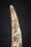 20122 - Nice 1.81 Inch Pterosaur (Coloborhynchus) Tooth Cretaceous KemKem