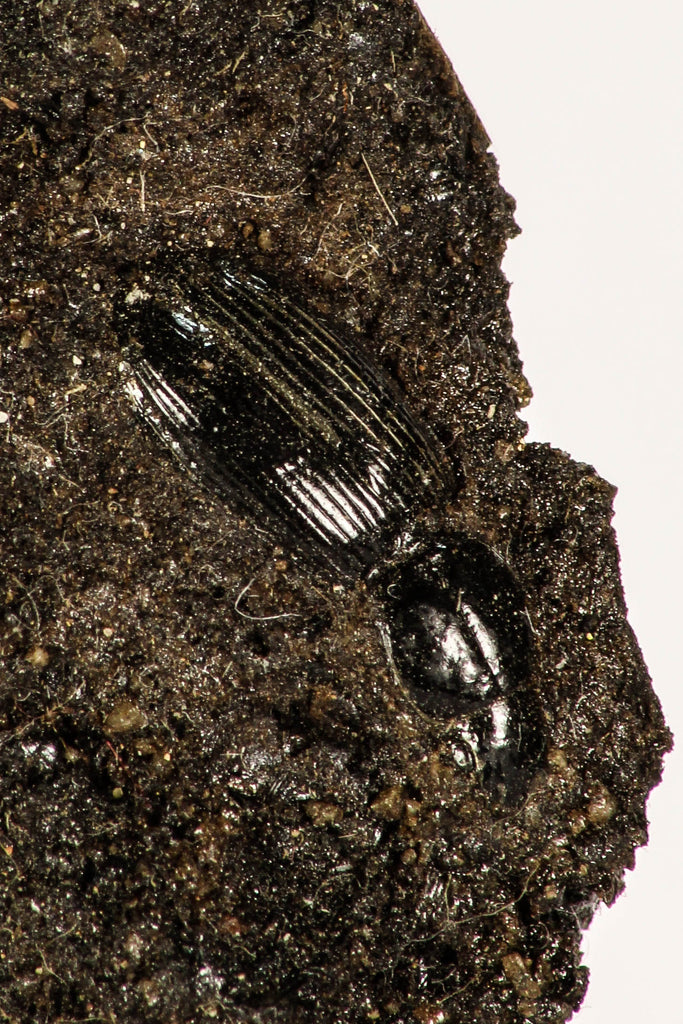 Top Rare Beetle Preserved in Brea - Pleistocene Tar Pits California ...