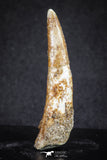 20122 - Nice 1.81 Inch Pterosaur (Coloborhynchus) Tooth Cretaceous KemKem