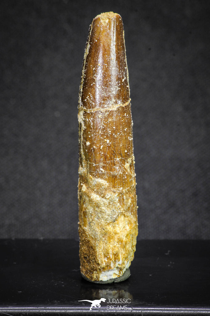 20129 - Top Beautiful 2.09 Inch Rebbachisaurus Diplodocoid Sauropod Dinosaur Tooth