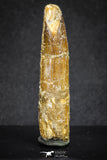 20129 - Top Beautiful 2.09 Inch Rebbachisaurus Diplodocoid Sauropod Dinosaur Tooth