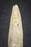 20130 - Top Beautiful 1.55 Inch Rebbachisaurus Diplodocoid Sauropod Dinosaur Tooth