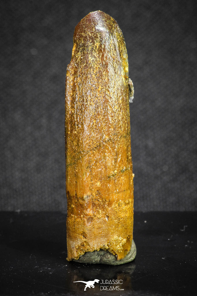 20131 - Well Preserved 1.49 Inch Rebbachisaurus Diplodocoid Sauropod Dinosaur Tooth